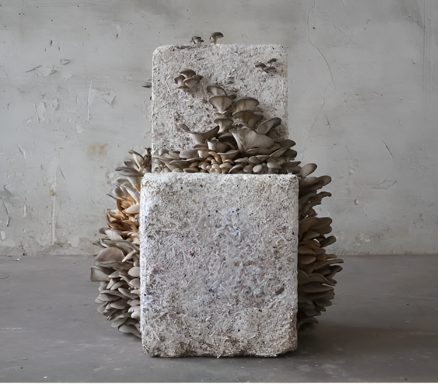 Biodegradable Packaging with Mycelium