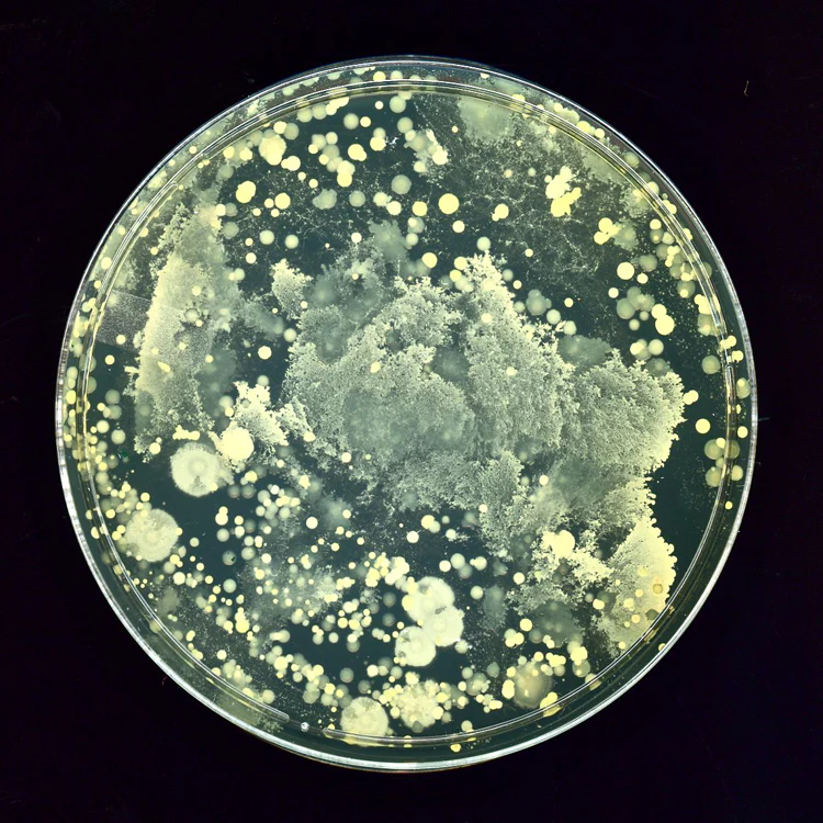 Microbiome